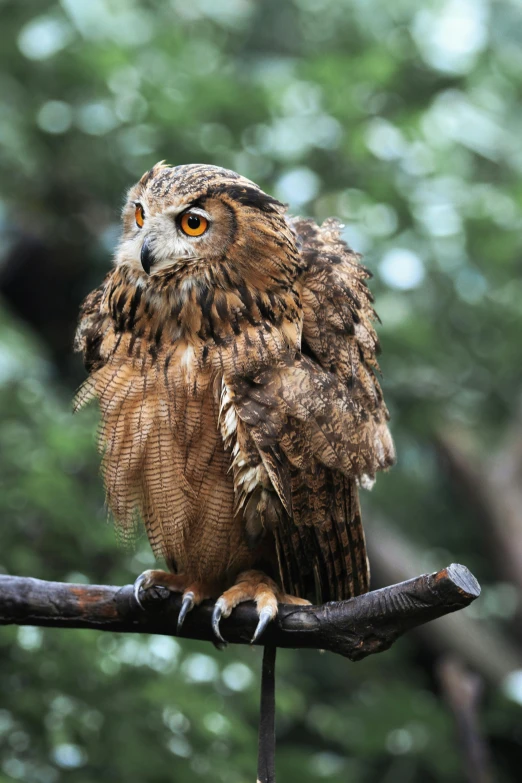 a brown owl sitting on top of a tree branch, on display, slightly tanned, very crispy, looking content