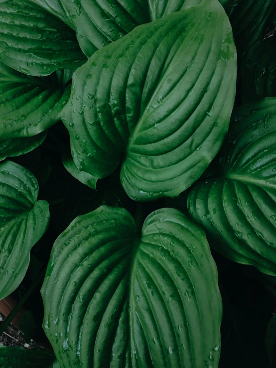 a close up of a plant with green leaves, inspired by Elsa Bleda, trending on unsplash, highly upvoted, lush rain forest, lily pad, alessio albi