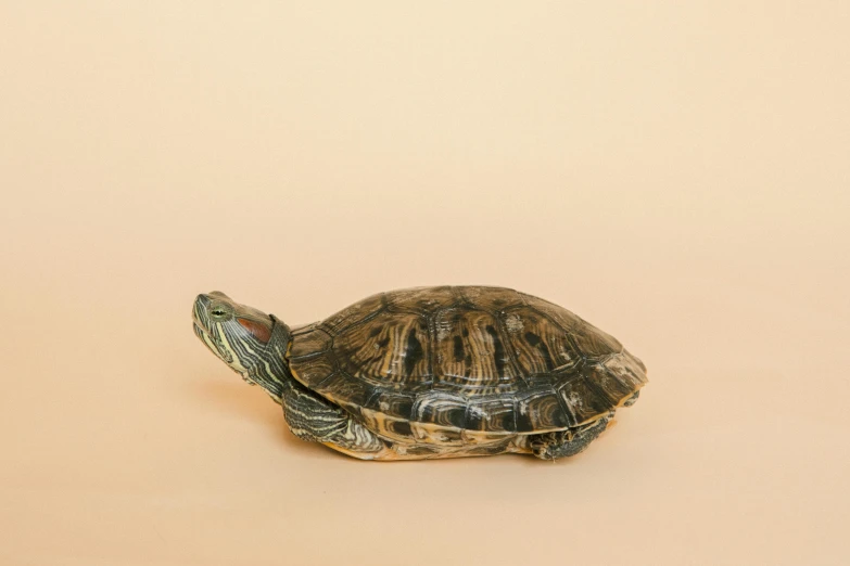 a small turtle sitting on top of a table, an illustration of, trending on unsplash, photorealism, on a pale background, 🦩🪐🐞👩🏻🦳, replica model, aged 2 5