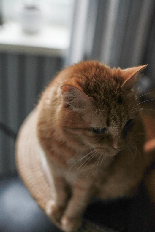 a cat sitting on top of a black chair, up close, an orange cat, as well as scratches, soft shade