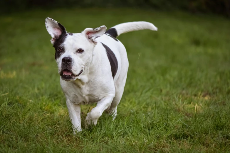 a white and black dog running across a lush green field, a portrait, by Tom Bonson, unsplash, baroque, pitbull, adopt, gaming, beefy