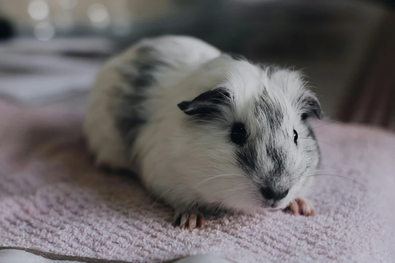 a guinea sitting on top of a pink towel, a black and white photo, pexels contest winner, renaissance, on a checkered floor, short light grey whiskers, gif, shiny white skin