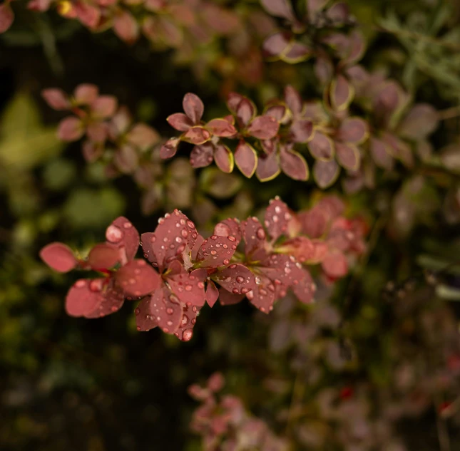 a close up of a plant with water droplets on it, unsplash, flame shrubs, shot on sony alpha dslr-a300, maroon mist, high view
