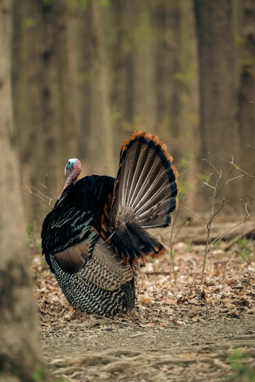 a turkey standing in the middle of a forest, pexels contest winner, renaissance, striking pose, 2 0 5 6, slide show, thomas