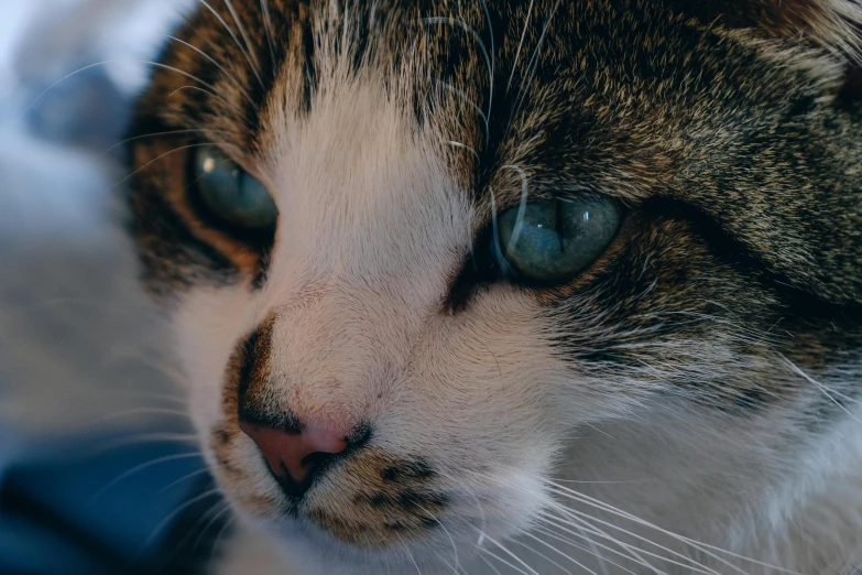 a close up of a cat with blue eyes, a stipple, trending on unsplash, with a white nose, thoughtful, high quality photo, low - angle shot