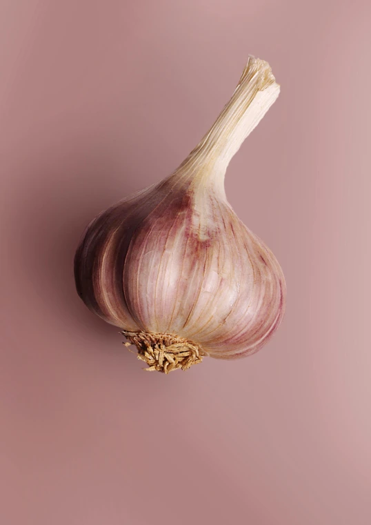 a garlic bulb on a pink background, a digital rendering, by Carey Morris, trending on unsplash, epicurious, ilustration, brown, purple. smooth shank
