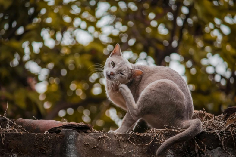 a cat sitting on top of a stone wall, fleshy creature above her mouth, background image, hairless, scabs
