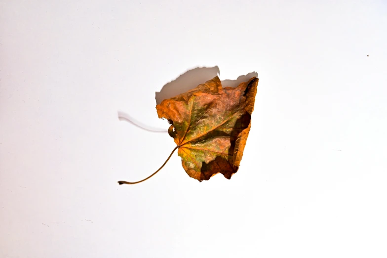 a single leaf floating in a puddle of water, by Jan Rustem, art photography, set against a white background, color ( sony a 7 r iv, dried leaves, ivy