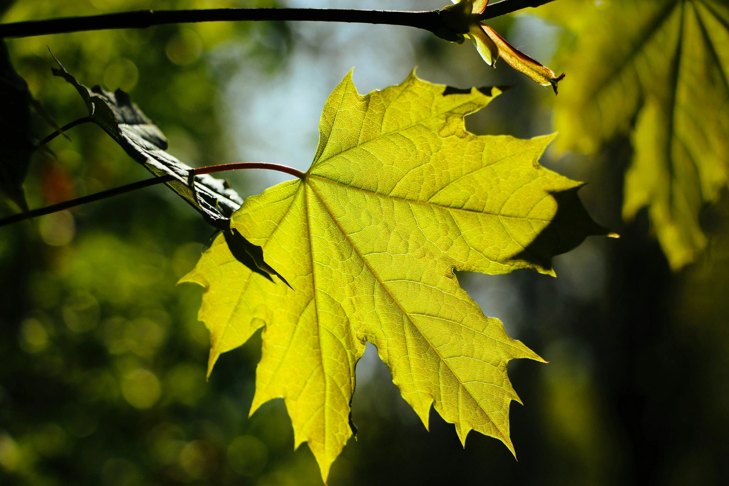 a close up of a leaf on a tree branch, pexels contest winner, hurufiyya, light yellow, maple syrup, thumbnail, green