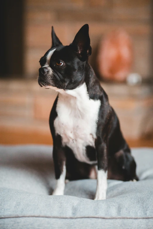a small black and white dog sitting on a bed, by Julia Pishtar, trending on unsplash, looking serious, 8 k 4 k, soft but grumpy, boston