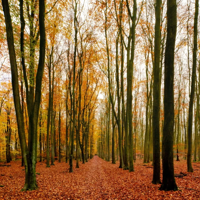 a forest filled with lots of trees covered in leaves, by Andries Stock, pexels, fine art, demur, 2 5 6 x 2 5 6 pixels, brown, wide long shot