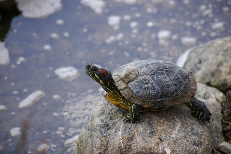 a turtle sitting on top of a rock next to a body of water, unsplash, hurufiyya, fan favorite, an olive skinned, multicoloured, slide show