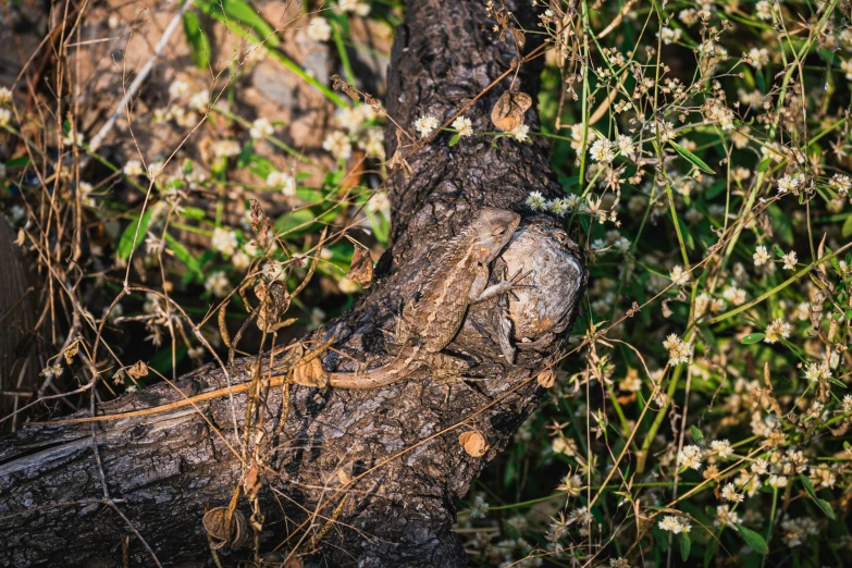 a lizard sitting on top of a tree branch, by Gwen Barnard, unsplash, camouflaged gear, orc on vines, brown, low iso