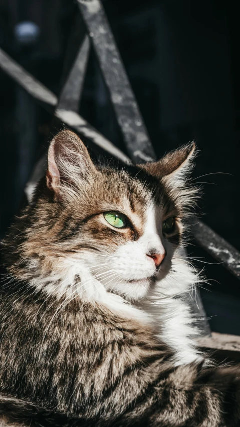 a cat that is laying down on the ground, by Julia Pishtar, trending on unsplash, green eyes. high contrast lines, over his shoulder, fluffy'', instagram picture