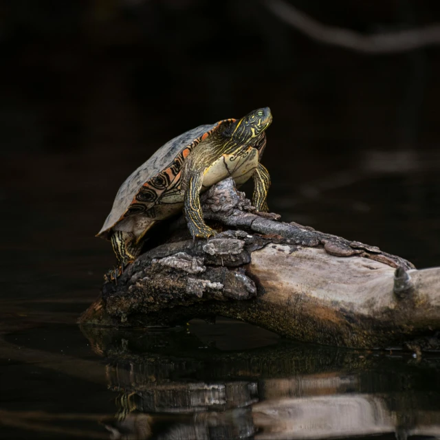 a turtle sitting on a log in the water, a portrait, pexels contest winner, fan favorite, paul barson, black, male and female