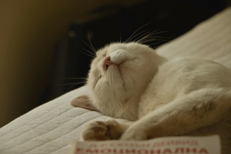 a white cat laying on top of a bed next to a book, pexels contest winner, eyes closed, gif, soft vinyl, soft round face