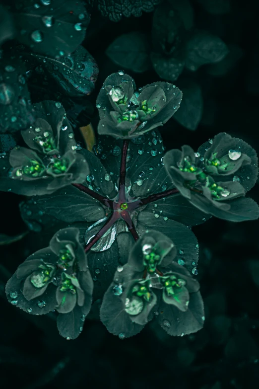 a close up of a plant with water droplets on it, inspired by Elsa Bleda, unsplash contest winner, art nouveau, dark flowers, big nebula as clover, perfectly symmetrical, embedded with gemstones