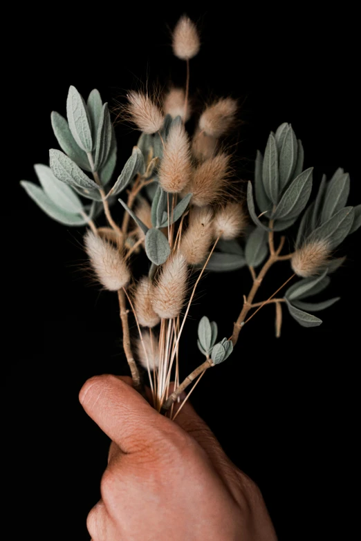 a person holding a bunch of flowers in their hand, australian tonalism, willow plant, detailed product shot, plant specimens, detailed product image