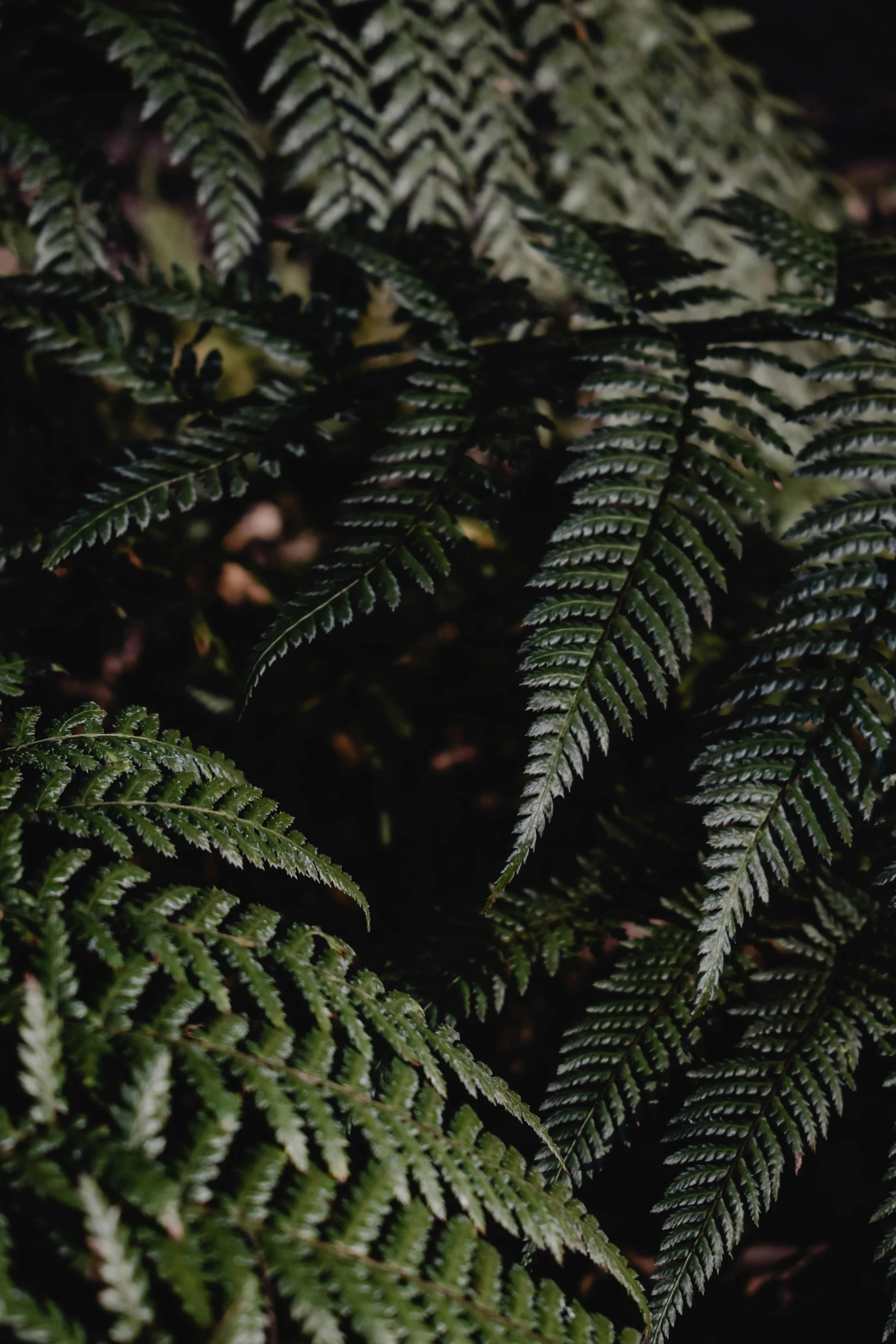 a close up of a plant with green leaves, unsplash, australian tonalism, tree ferns, black fir, medium format, made of leaves