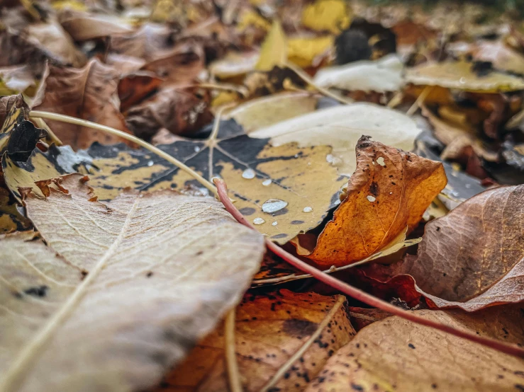 a close up of a bunch of leaves on the ground, a macro photograph, unsplash, brown, detailed medium format photo, video, littered