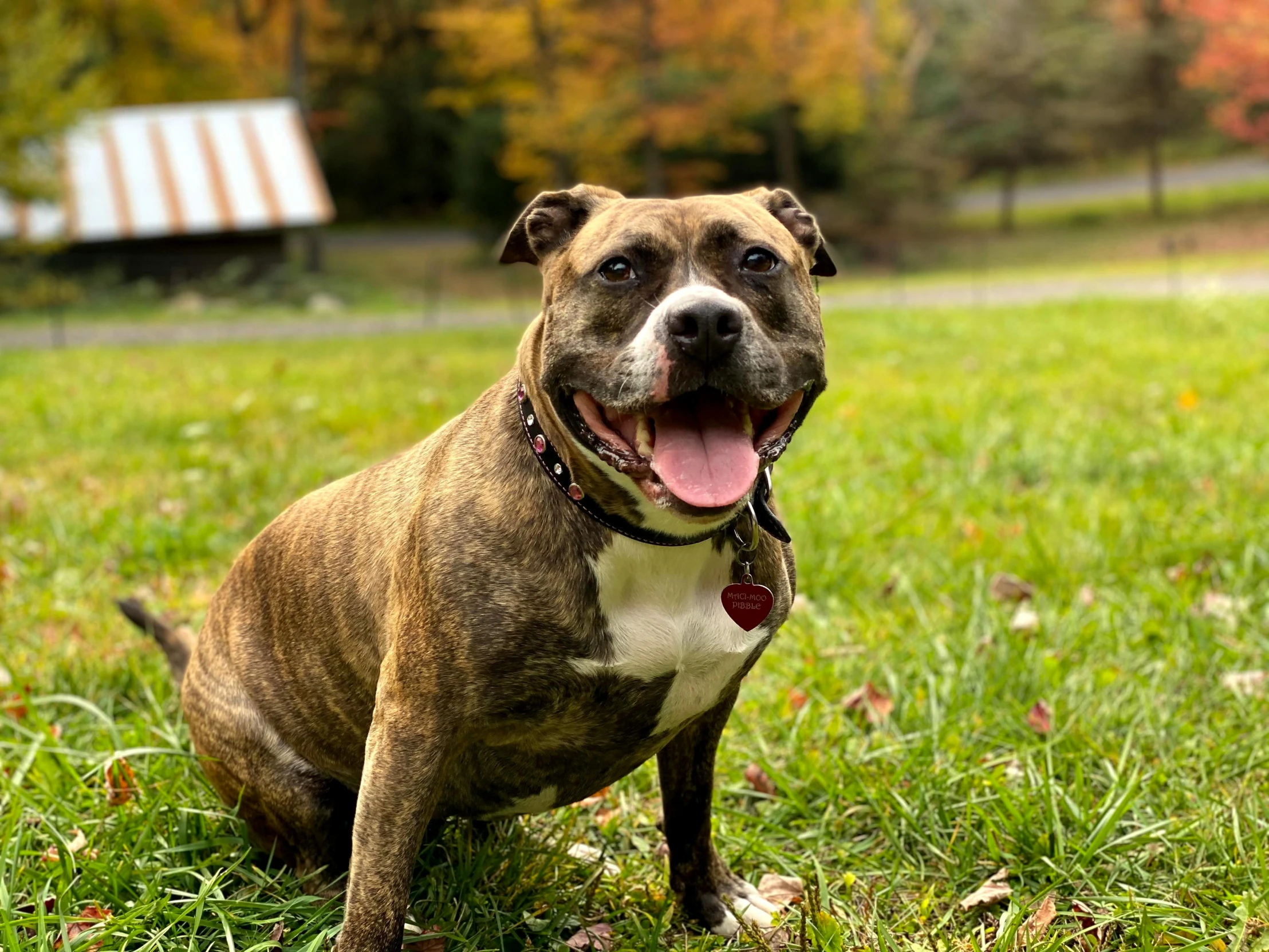 a brown and white dog sitting on top of a lush green field, pexels contest winner, renaissance, cyborg - pitbull, mid 2 0's female, wide grin, richly colored