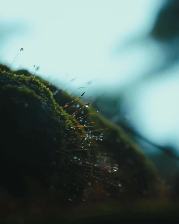 a close up of a moss covered rock, a macro photograph, pexels contest winner, foggy photo 8 k, droplets on the walls, looming over ant pov, cinematic movie image