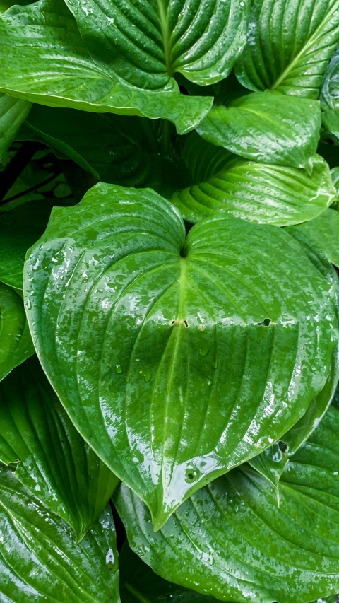 a close up of a bunch of green leaves, by David Simpson, pexels, hurufiyya, very wet, big leaf bra, lily, top down shot