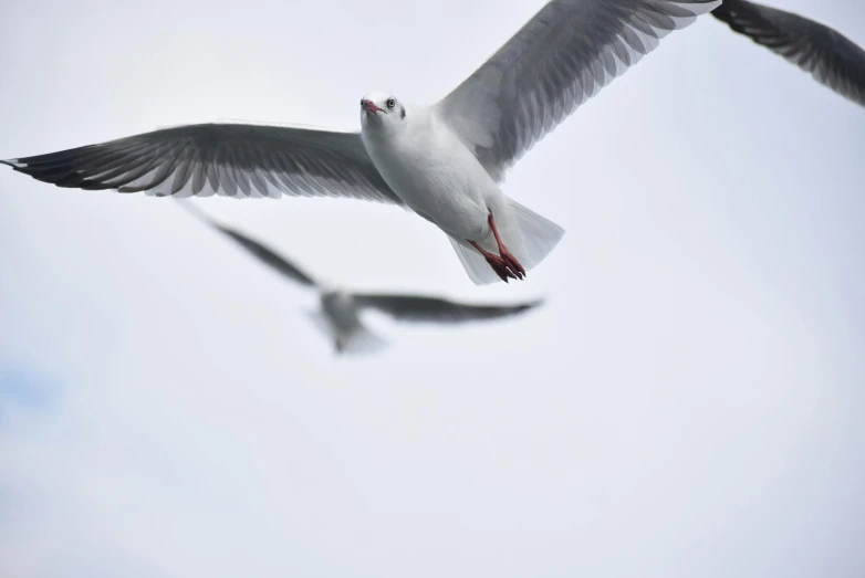 a couple of birds that are flying in the sky, pexels contest winner, arabesque, white and grey, dynamic closeup, low quality photo, high res photograph