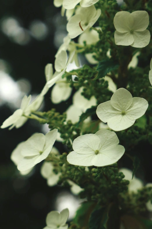 a close up of a plant with white flowers, award - winning crisp details ”, brimstone, muted green, infinite