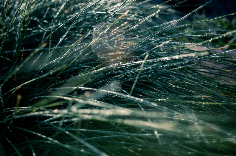 a close up of a plant with water droplets on it, inspired by Elsa Bleda, unsplash, hurufiyya, rocky grass field, ignant, silver mist, thumbnail