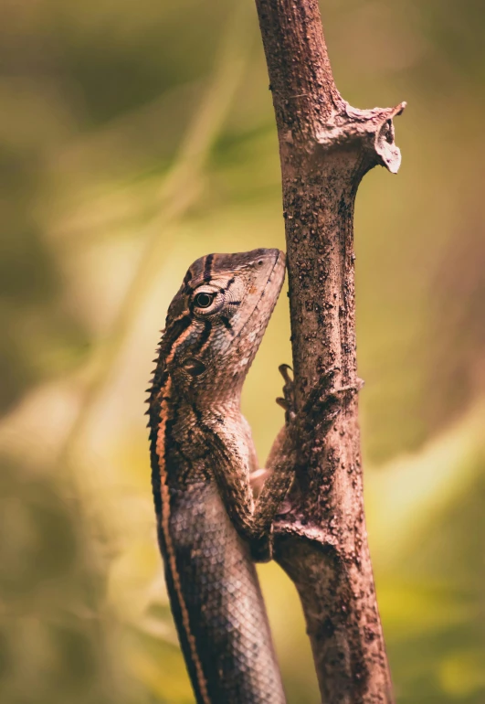 a lizard sitting on top of a tree branch, a macro photograph, by Adam Marczyński, pexels contest winner, sumatraism, two arms that have sharp claws, fine art print, tall shot, low detailed
