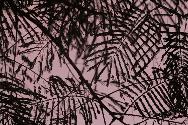 a black and white photo of leaves against a pink sky, a digital rendering, palm body, demur, hunting, warm coloured