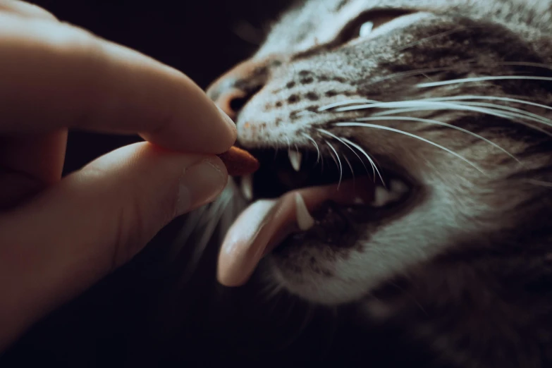 a close up of a person feeding a cat, pexels contest winner, photorealism, offering the viewer a pill, vampire teeth, dark, instagram post