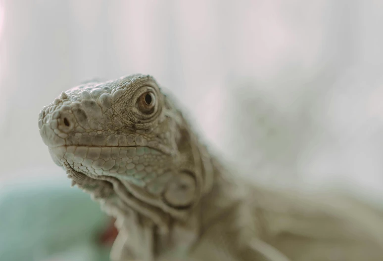 a close up of a lizard in a bowl, pexels contest winner, photorealism, short light grey whiskers, iguana, an afghan male type, wrinkly