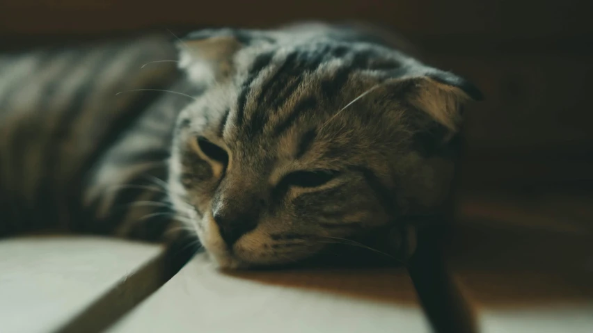a close up of a cat laying on a floor, trending on unsplash, movie still of a tired, on a wooden table, sleepy expression, gif