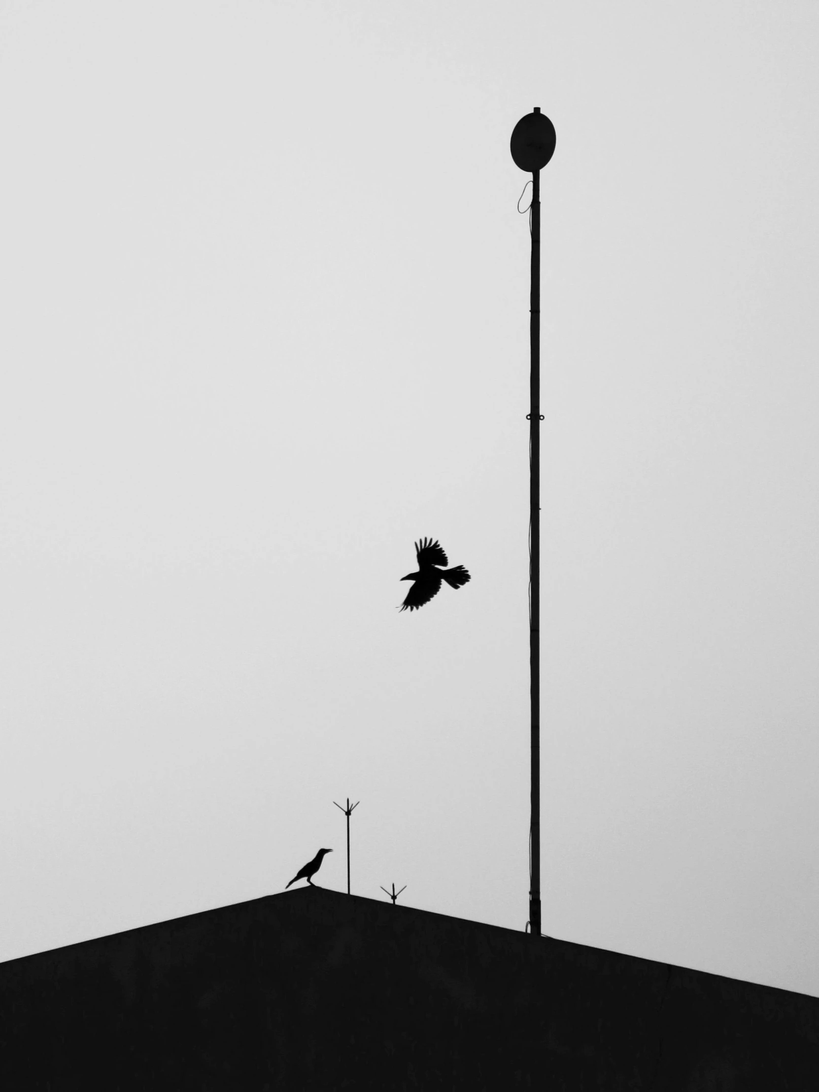 a black and white photo of a bird flying over a building, a black and white photo, by Sudip Roy, postminimalism, two hang, dancing on a pole, vesa-matti loiri, crow