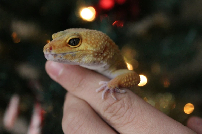 a close up of a person holding a lizard in front of a christmas tree, reddit, gold speckles, gecko, small chin, 🐿🍸🍋