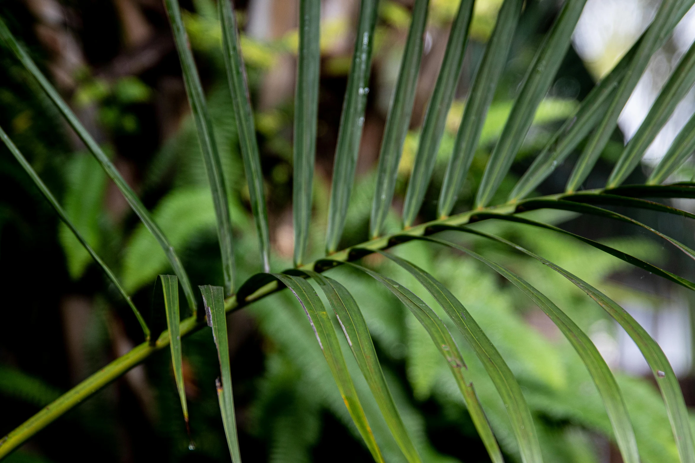 a close up of a leaf of a palm tree, by Pamela Drew, unsplash, hurufiyya, fan favorite, flax, in a garden full of ferns, a pair of ribbed