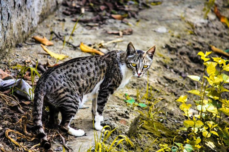 a cat that is standing in the dirt, by Julia Pishtar, unsplash, sumatraism, fan favorite, dappled, malaysian, armored cat