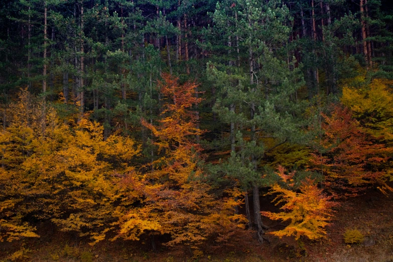 a herd of sheep grazing on top of a lush green field, by Koloman Sokol, unsplash, renaissance, withering autumnal forest, ((trees)), night colors, 2 5 6 x 2 5 6 pixels