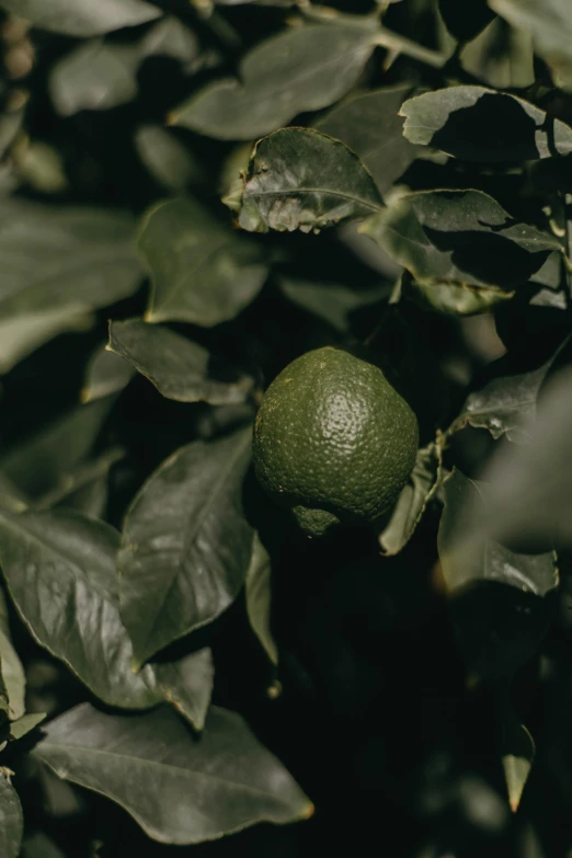 a close up of a green fruit on a tree, trending on pexels, pyramid surrounded with greenery, lime, dark green, high angle shot