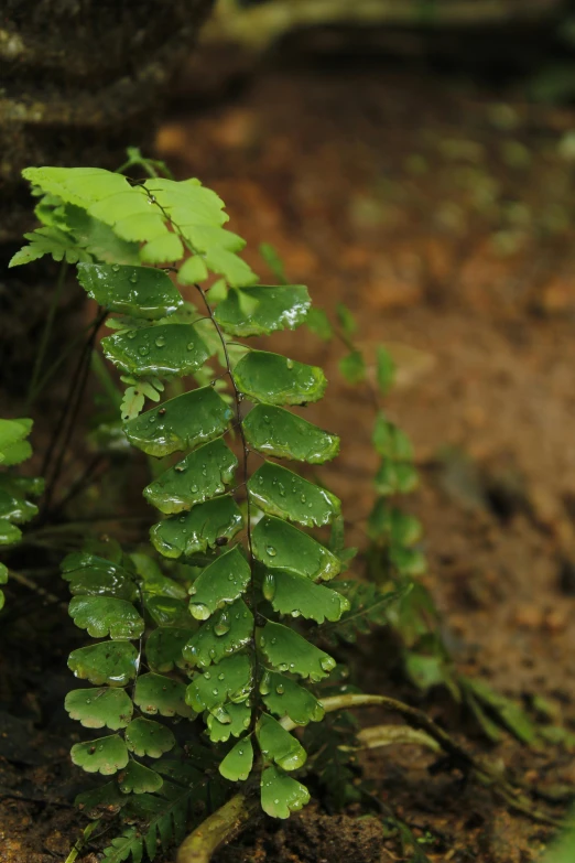 a plant that is growing out of the ground, hurufiyya, wet leaves, ferns, slight overcast, up-close