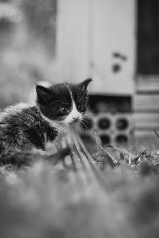 a black and white photo of a cat in the grass, by Adam Marczyński, unsplash, happening, kittens, street photo, cats party, armored cat