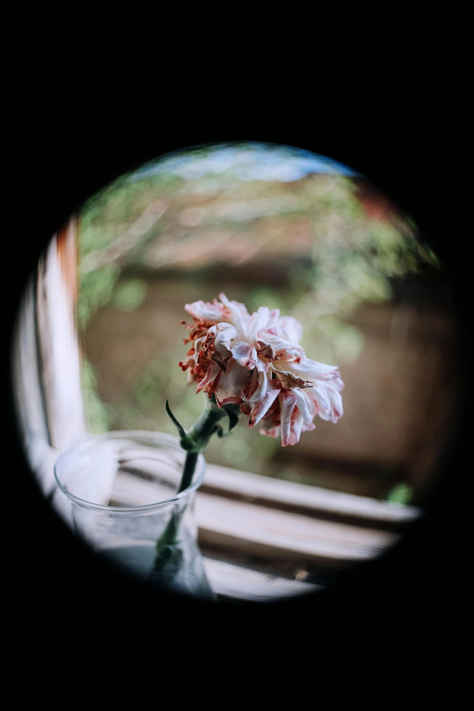 a flower in a vase sitting on a window sill, a picture, unsplash, fish eye lense, carnation, low quality photo, dirty lens