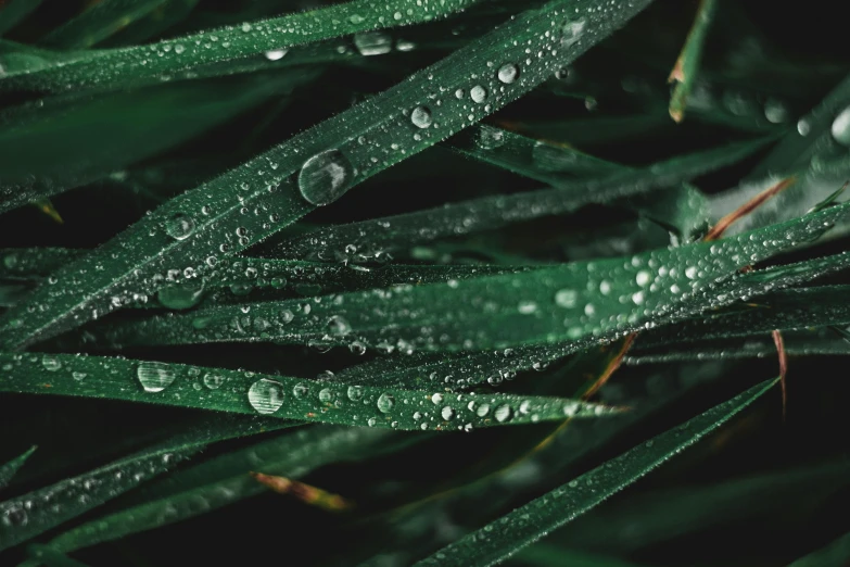 green grass with water droplets on it, by Adam Marczyński, trending on unsplash, renaissance, multiple stories, made out of rain, product introduction photo