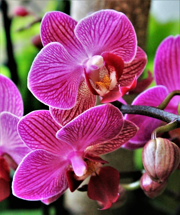 a close up of a pink flower on a branch, moth orchids, purple and scarlet colours, in bloom greenhouse, illustration »