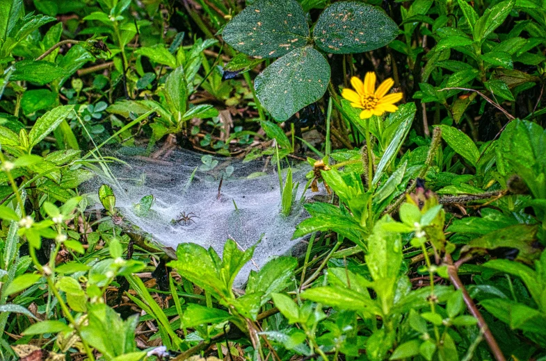 a yellow flower sitting on top of a lush green field, by Samuel Washington Weis, pixabay contest winner, land art, spider nest, plastic and fabric, forest floor, with cobwebs