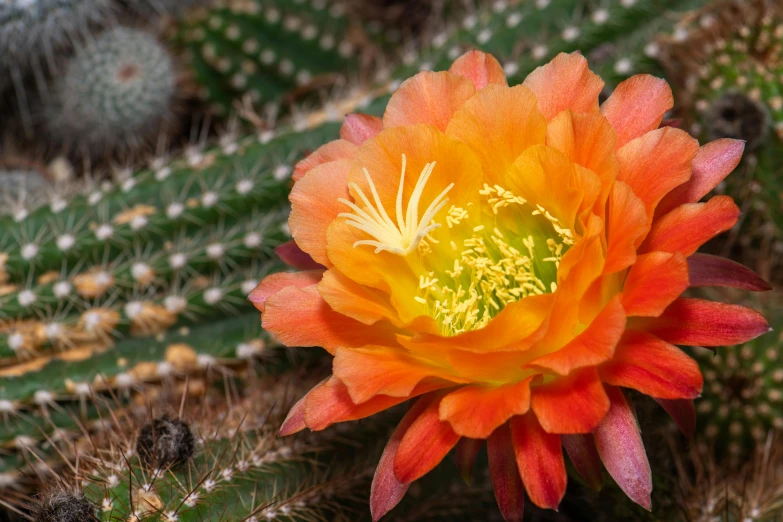 a close up of a flower on a cactus, by Gwen Barnard, pexels contest winner, hurufiyya, orange and turquoise, an ancient, yellow, with an intricate