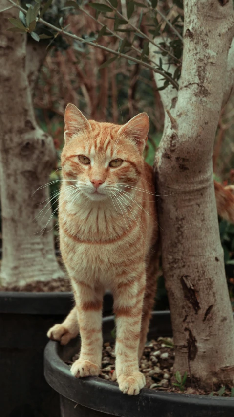 a cat standing next to a tree in a pot, looking towards the camera, orange, close - up photograph, digital image