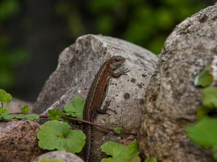 a lizard that is sitting on a rock, by Anato Finnstark, pexels contest winner, renaissance, panels, high quality detail, brown, great quality